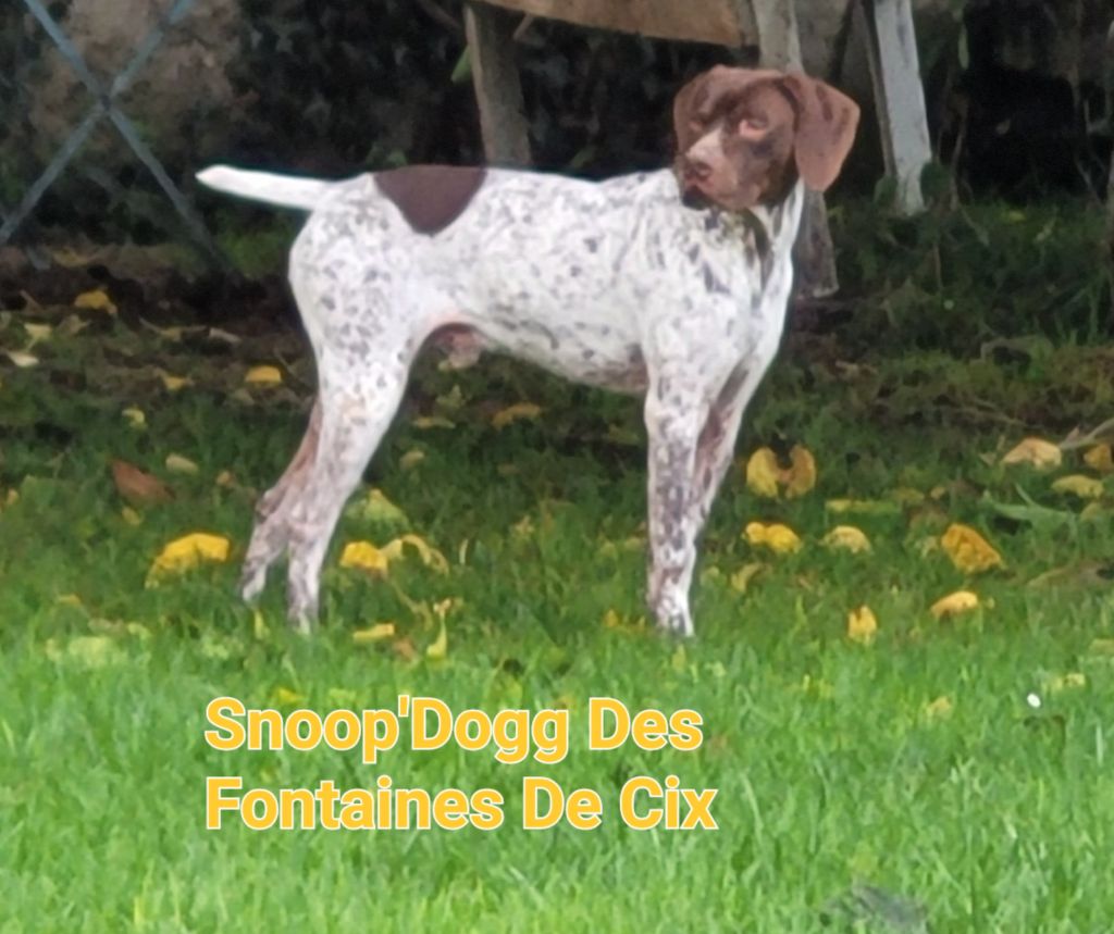 Snoop'dogg Des Fontaines De Cix