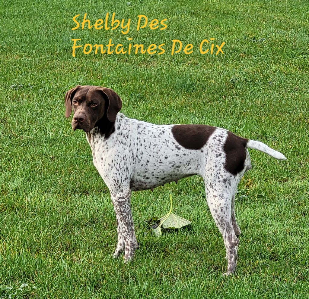 Shelby Des Fontaines De Cix