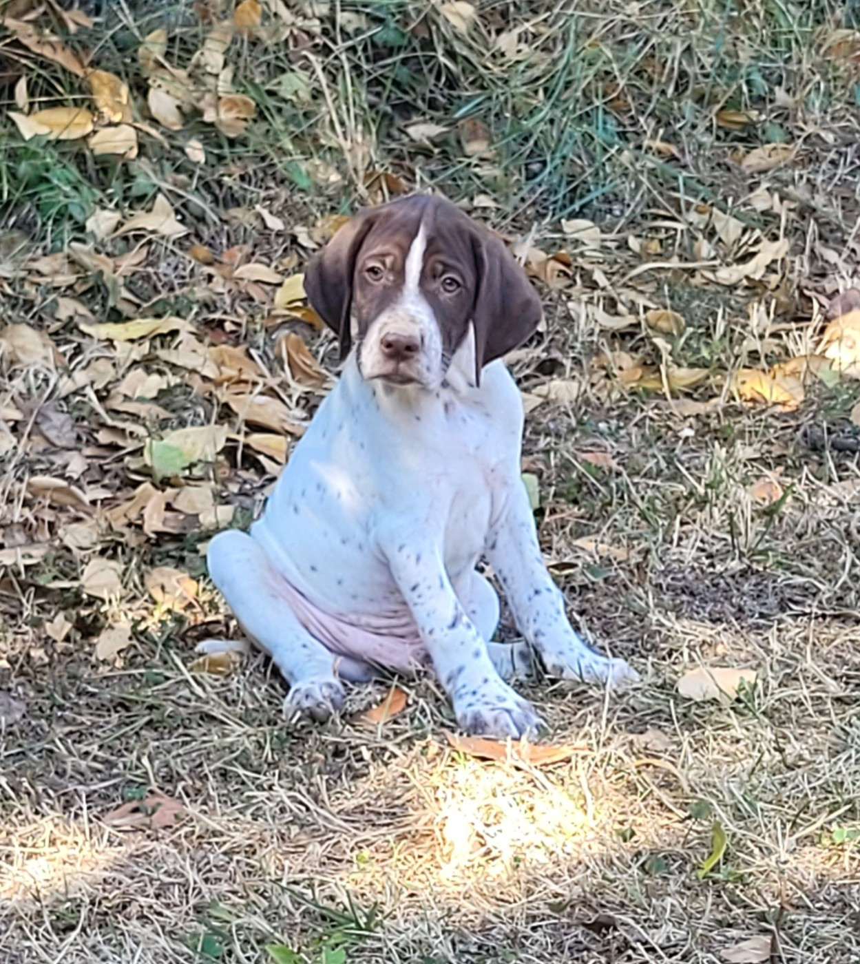 Boris, né le 13 mai est disponible