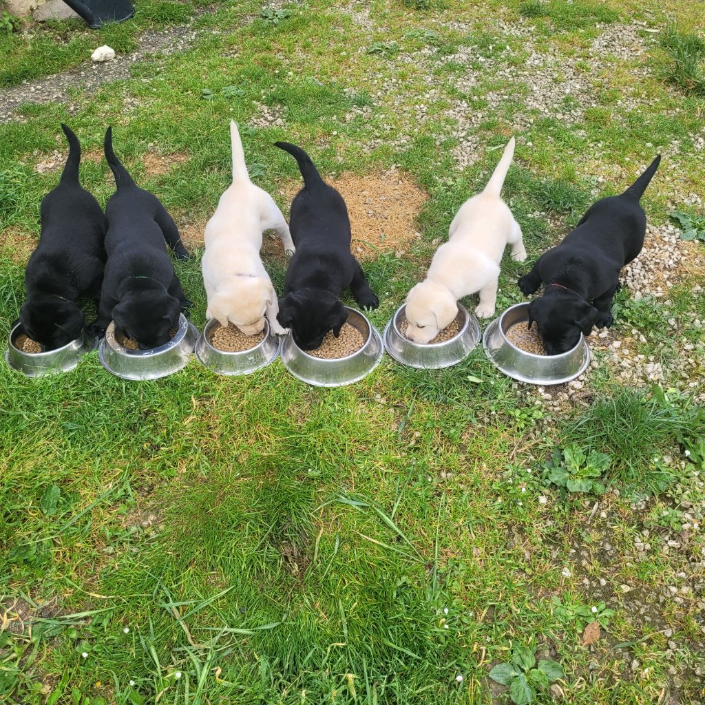 Chiots disponibles à partie du 28 mai 2025