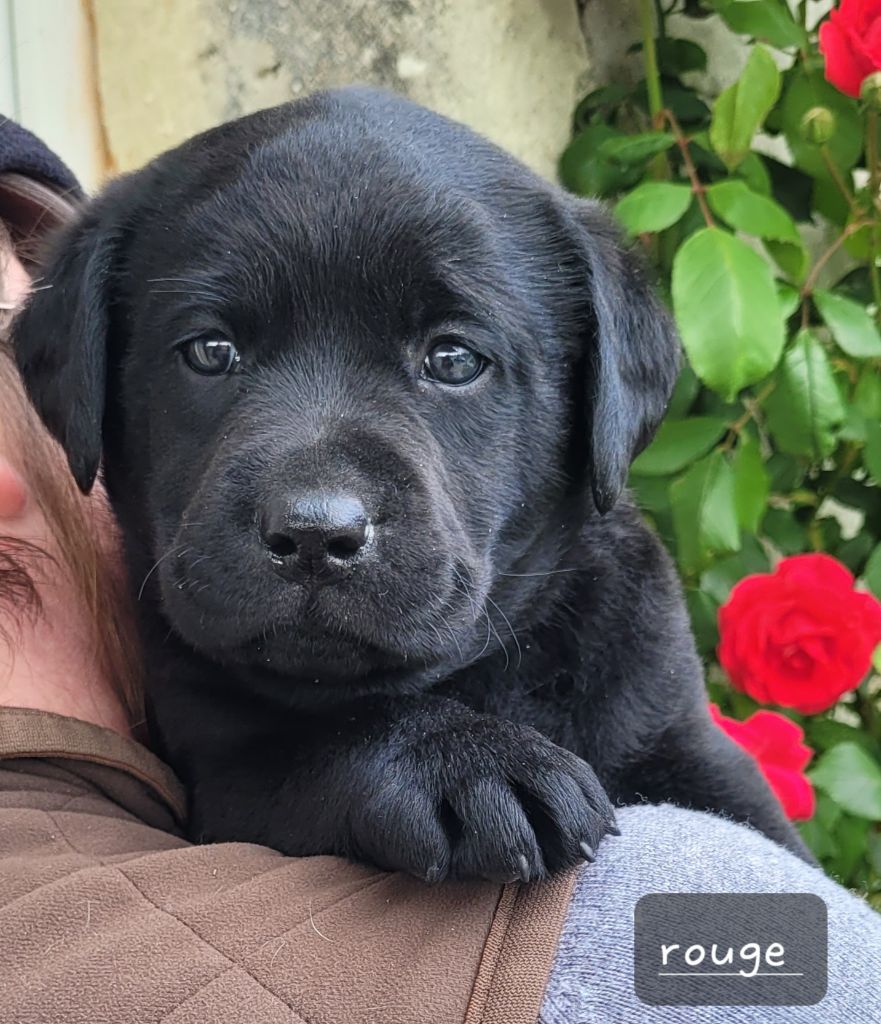 Chiots disponibles à partie du 28 mai 2025