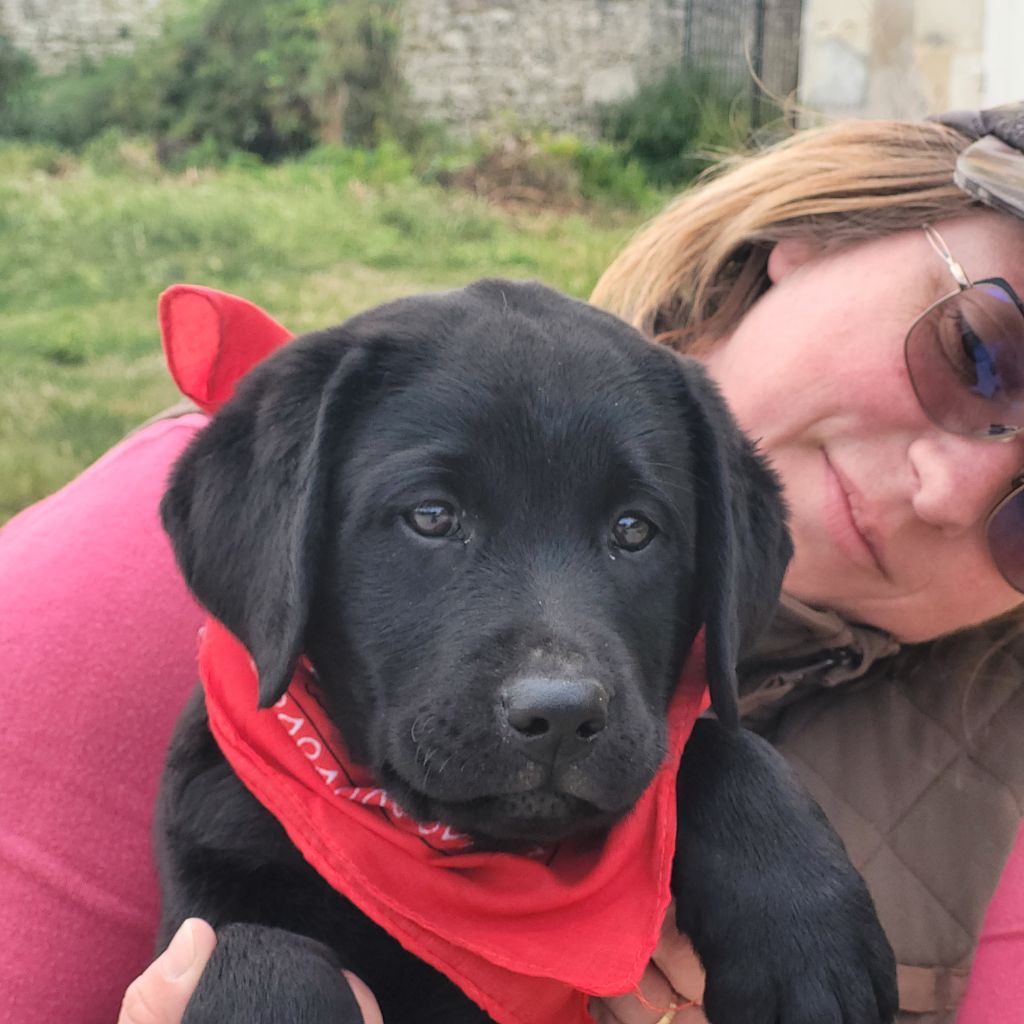 Chiots disponibles à partie du 28 mai 2025