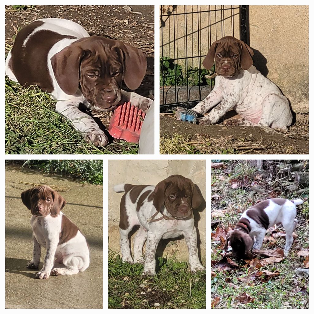 Des Fontaines De Cix - Braque français, type Pyrenees (petite taille) - Portée née le 05/10/2025