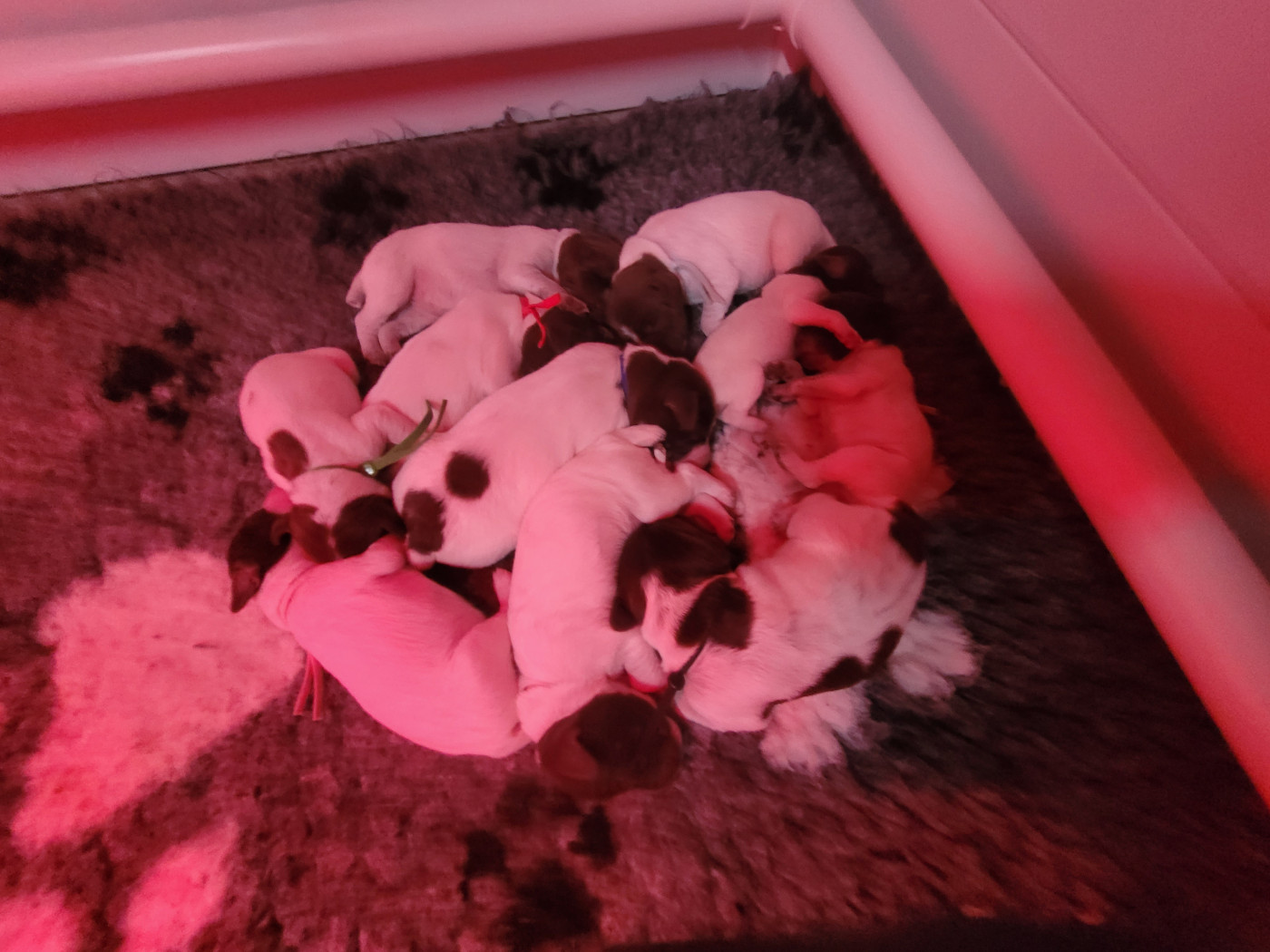 Des Fontaines De Cix - Chiots disponibles - Braque français, type Pyrenees (petite taille)