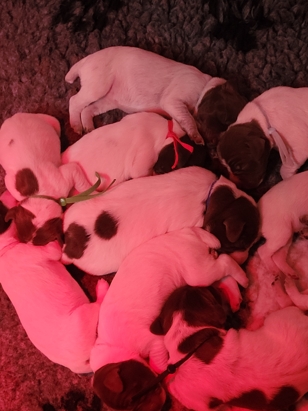 Des Fontaines De Cix - Chiots disponibles - Braque français, type Pyrenees (petite taille)