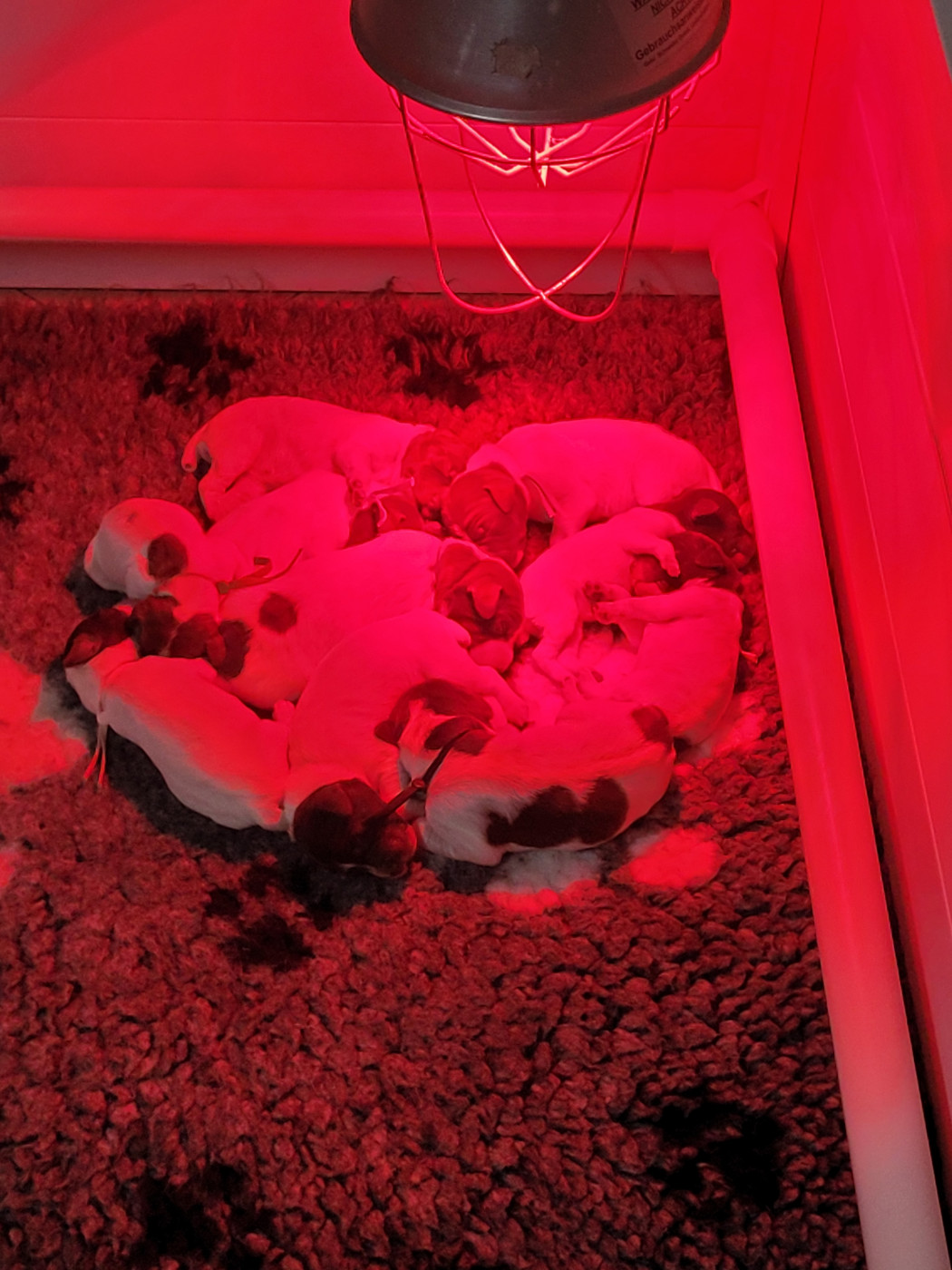 Des Fontaines De Cix - Chiots disponibles - Braque français, type Pyrenees (petite taille)
