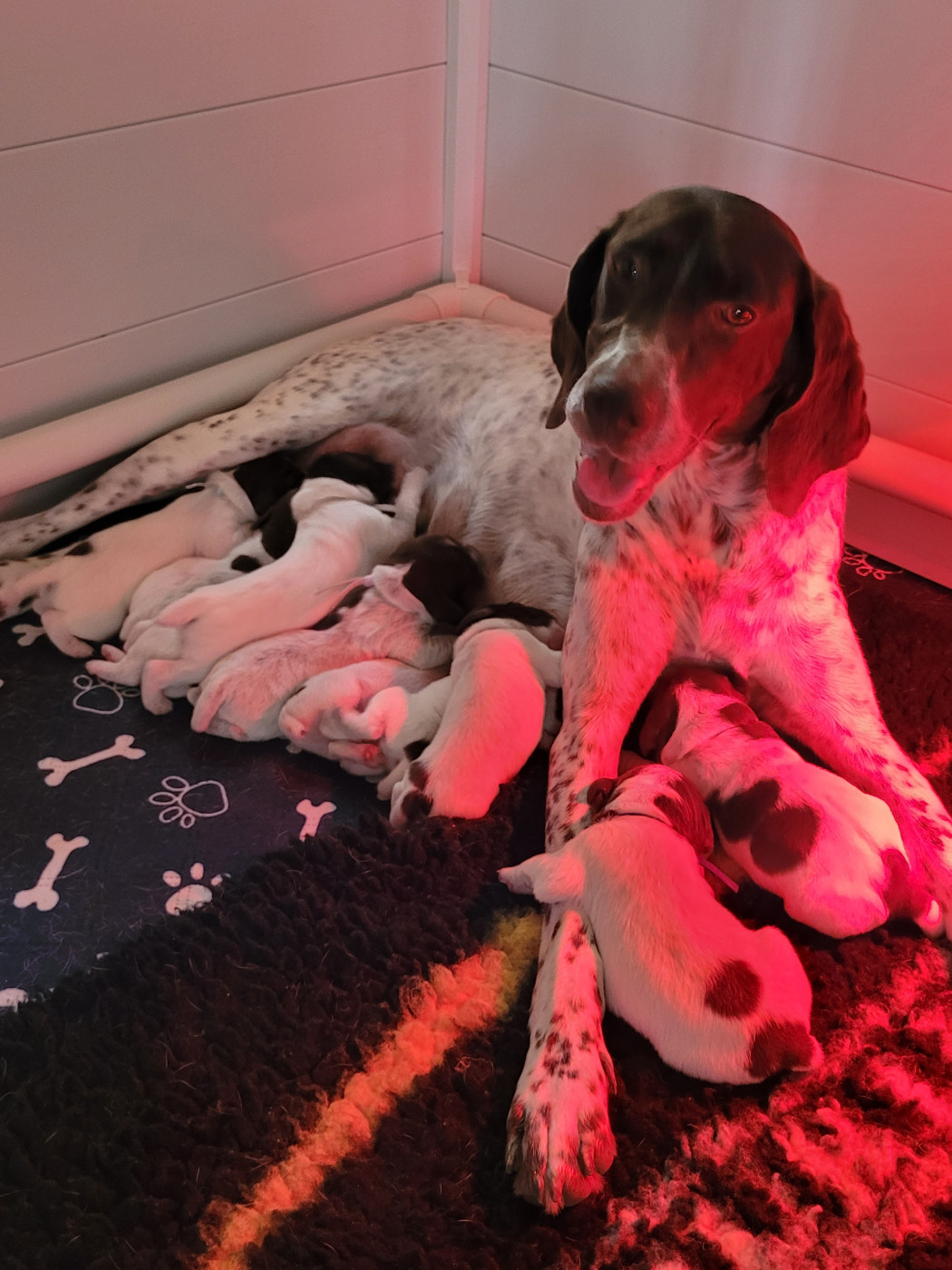 Des Fontaines De Cix - Chiots disponibles - Braque français, type Pyrenees (petite taille)