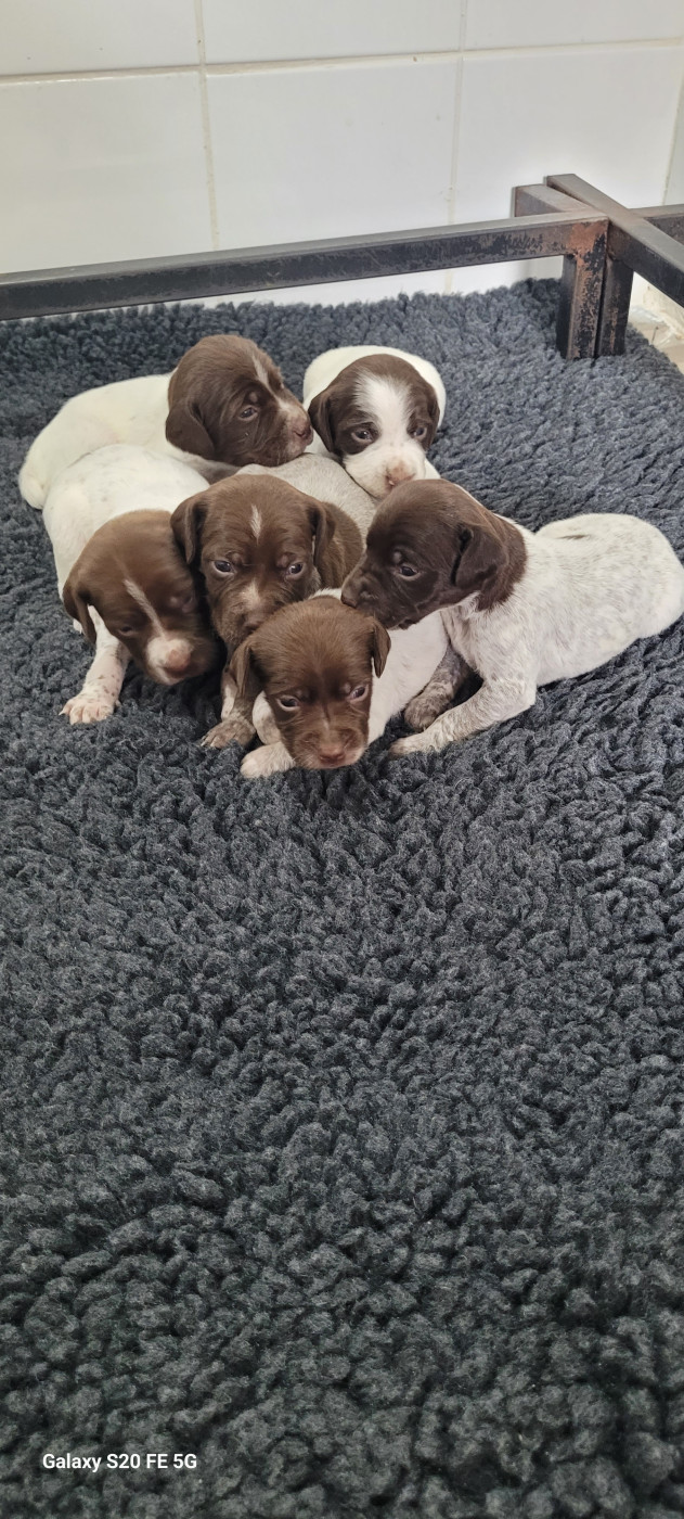 Des Fontaines De Cix - Chiots disponibles - Braque français, type Pyrenees (petite taille)
