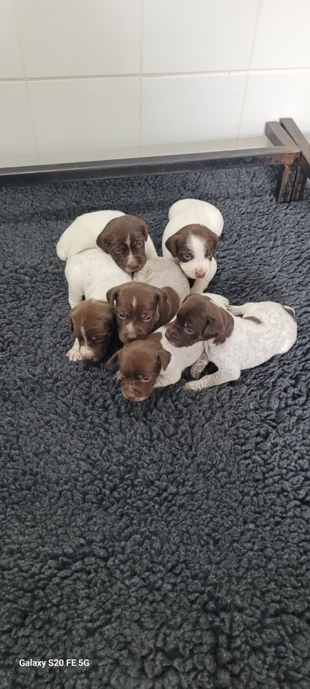 Des Fontaines De Cix - Chiots disponibles - Braque français, type Pyrenees (petite taille)