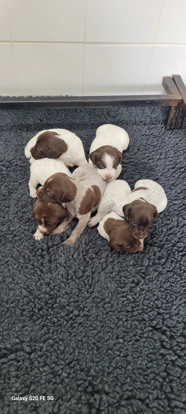 Des Fontaines De Cix - Chiots disponibles - Braque français, type Pyrenees (petite taille)