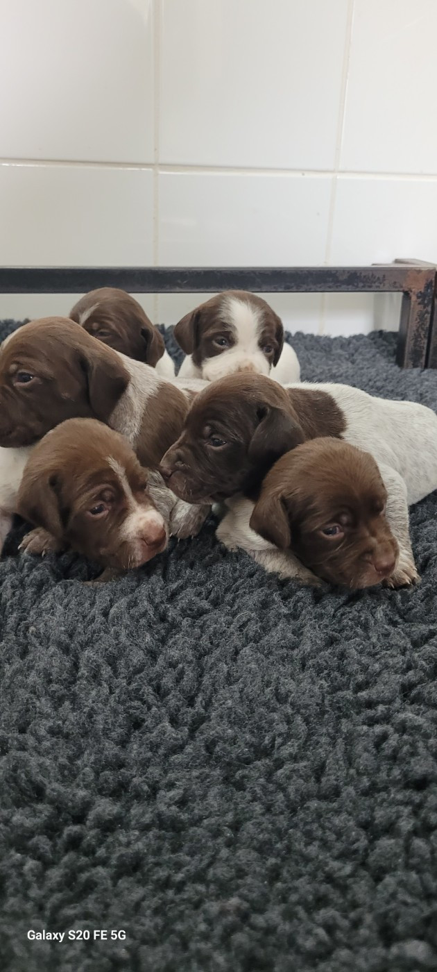 Des Fontaines De Cix - Chiots disponibles - Braque français, type Pyrenees (petite taille)