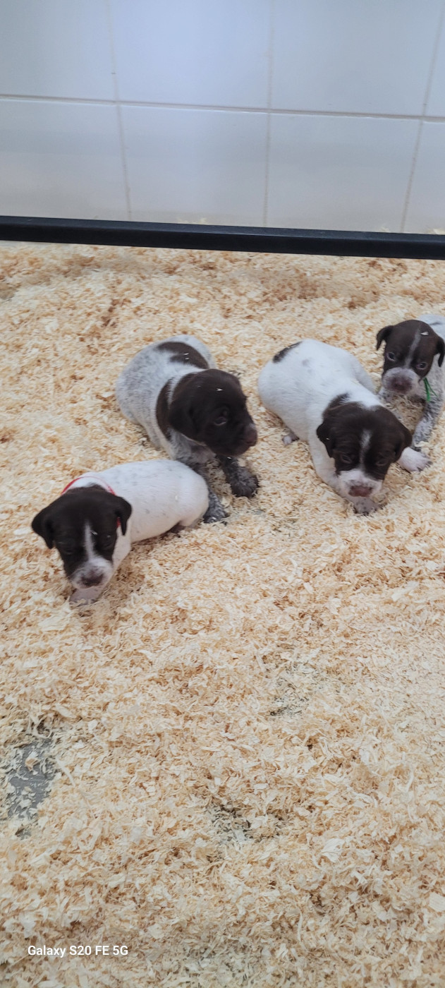 Des Fontaines De Cix - Chiots disponibles - Braque français, type Pyrenees (petite taille)
