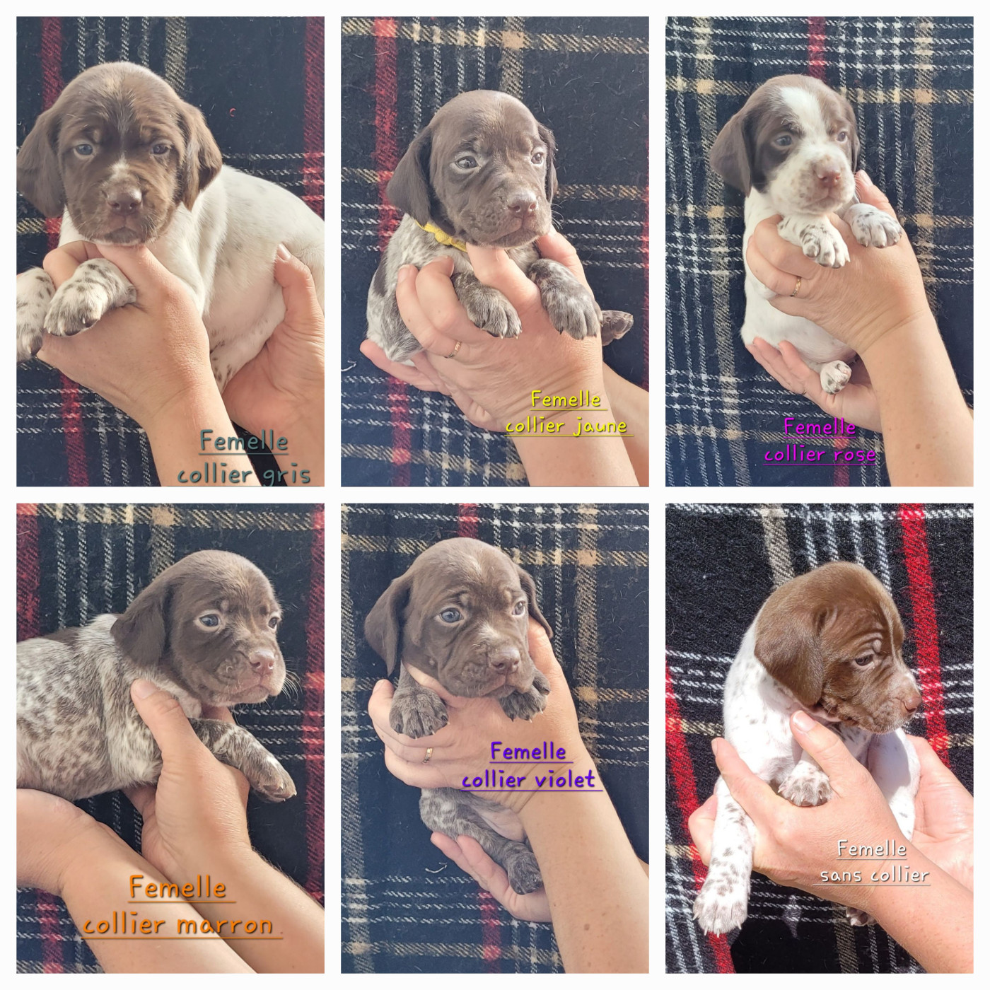 Des Fontaines De Cix - Chiots disponibles - Braque français, type Pyrenees (petite taille)