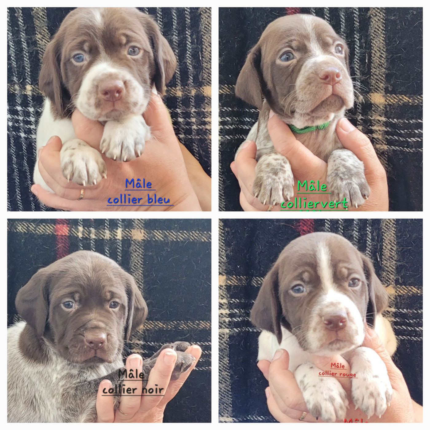 Des Fontaines De Cix - Chiots disponibles - Braque français, type Pyrenees (petite taille)