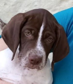 Des Fontaines De Cix - Chiots disponibles - Braque français, type Pyrenees (petite taille)