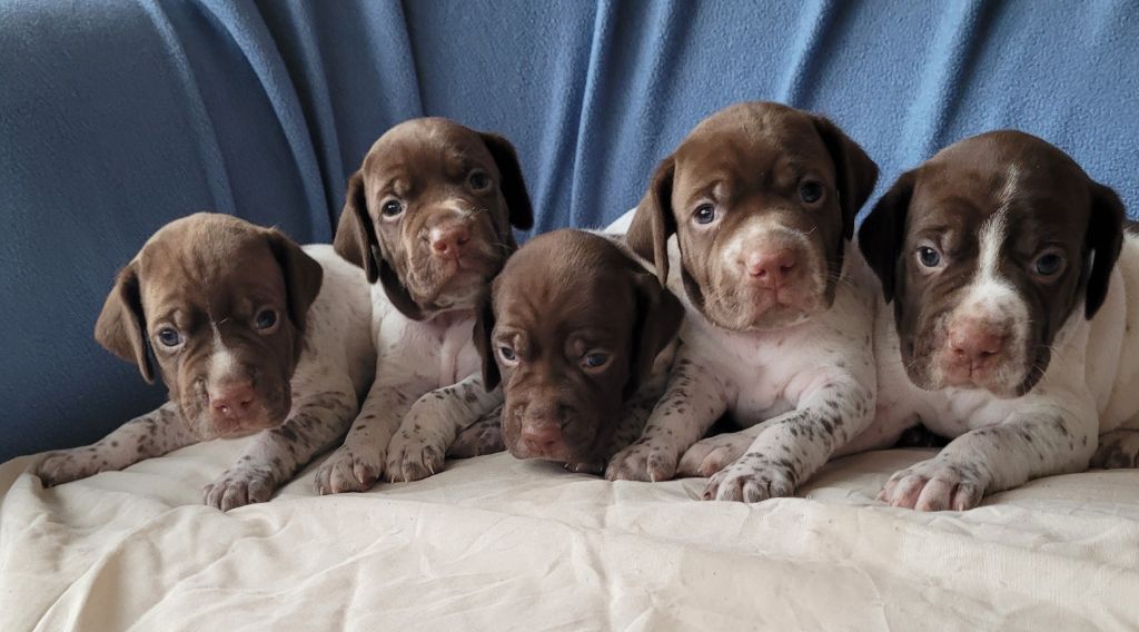 Des Fontaines De Cix - Braque français, type Pyrenees (petite taille) - Portée née le 05/10/2025