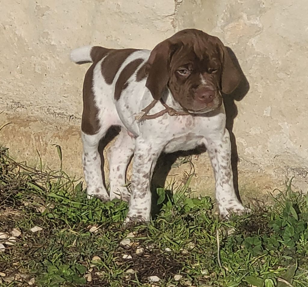 Des Fontaines De Cix - Chiots disponibles - Braque français, type Pyrenees (petite taille)