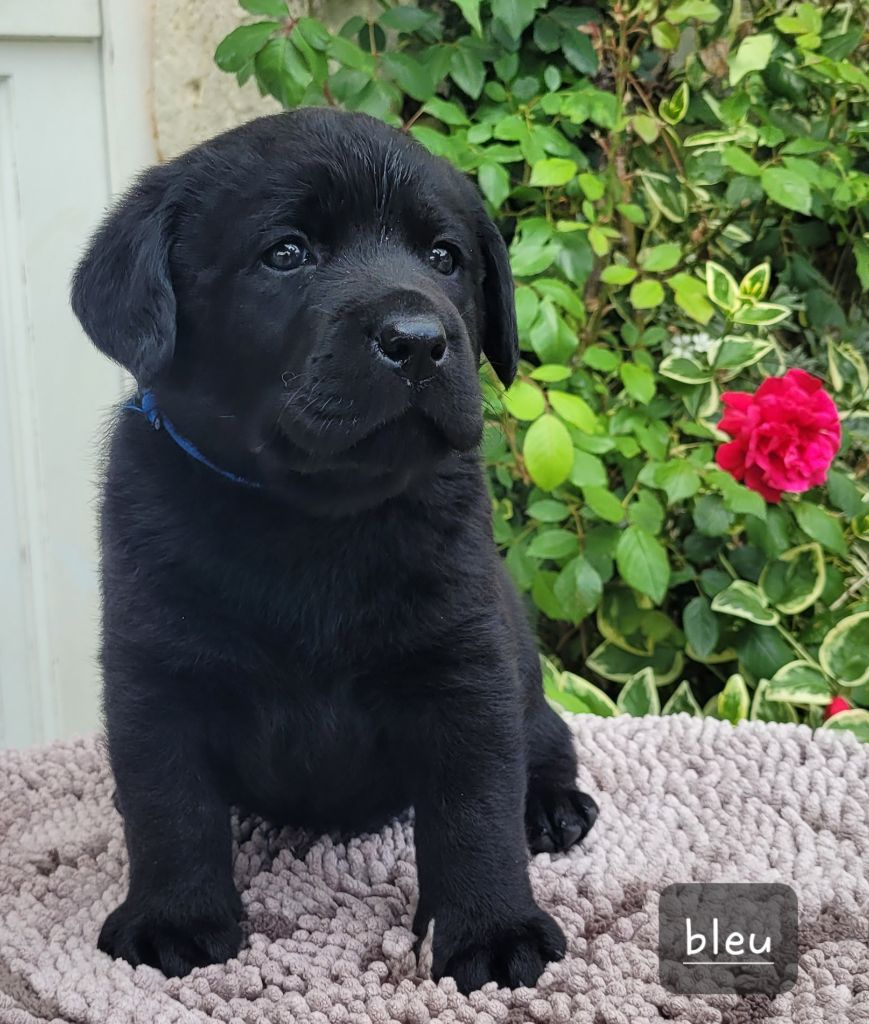 Des Fontaines De Cix - Chiots disponibles - Labrador Retriever