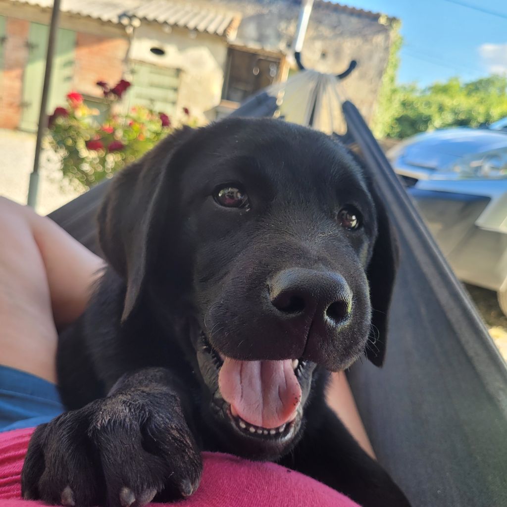 Des Fontaines De Cix - Chiots disponibles - Labrador Retriever