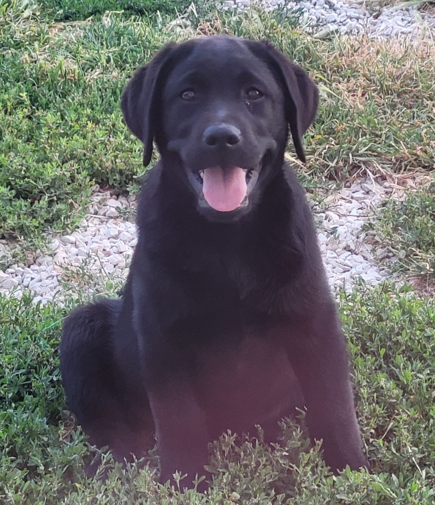 Chiot Labrador Retriever Des Fontaines De Cix