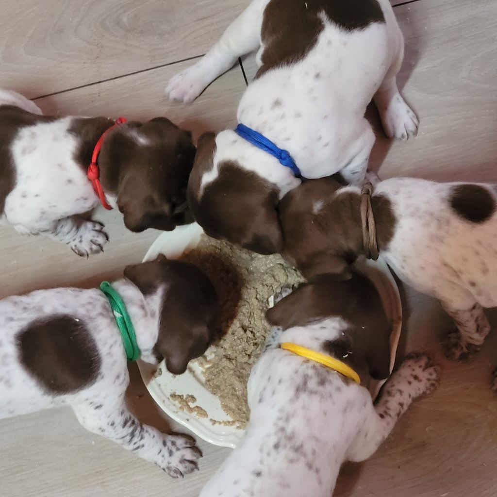 Des Fontaines De Cix - Chiots disponibles - Braque français, type Pyrenees (petite taille)