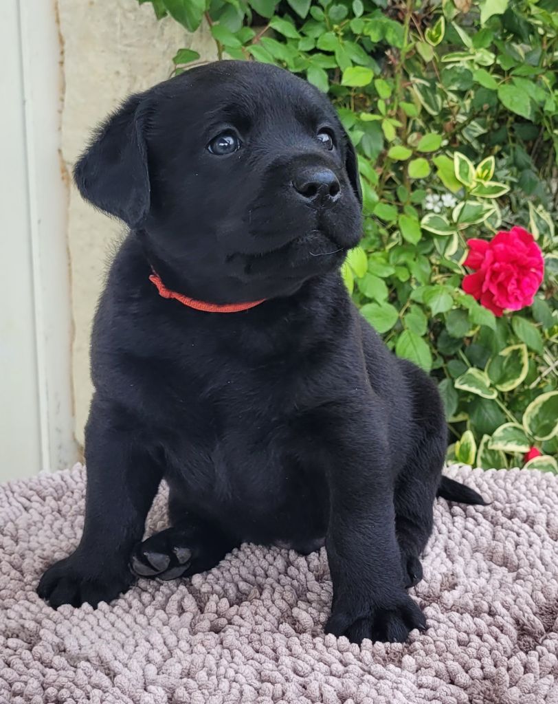 Des Fontaines De Cix - Chiots disponibles - Labrador Retriever