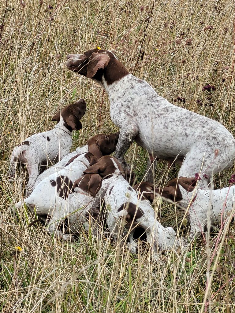 Des Fontaines De Cix - Braque français, type Pyrenees (petite taille) - Portée née le 09/07/2023