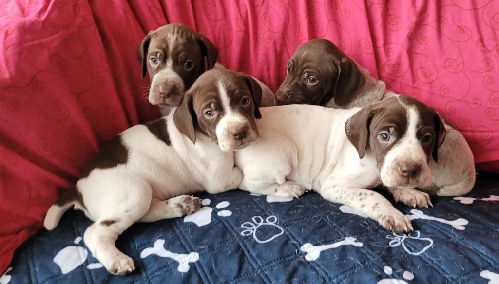 Des Fontaines De Cix - Braque français, type Pyrenees (petite taille) - Portée née le 27/09/2025