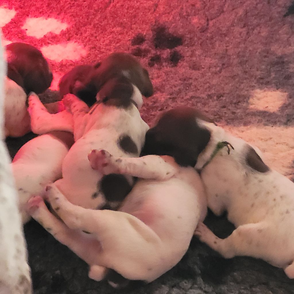 Des Fontaines De Cix - Chiots disponibles - Braque français, type Pyrenees (petite taille)