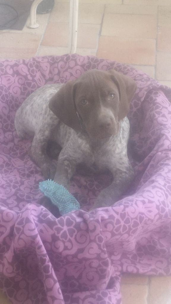 Des Fontaines De Cix - Braque français, type Pyrenees (petite taille) - Portée née le 18/01/2022