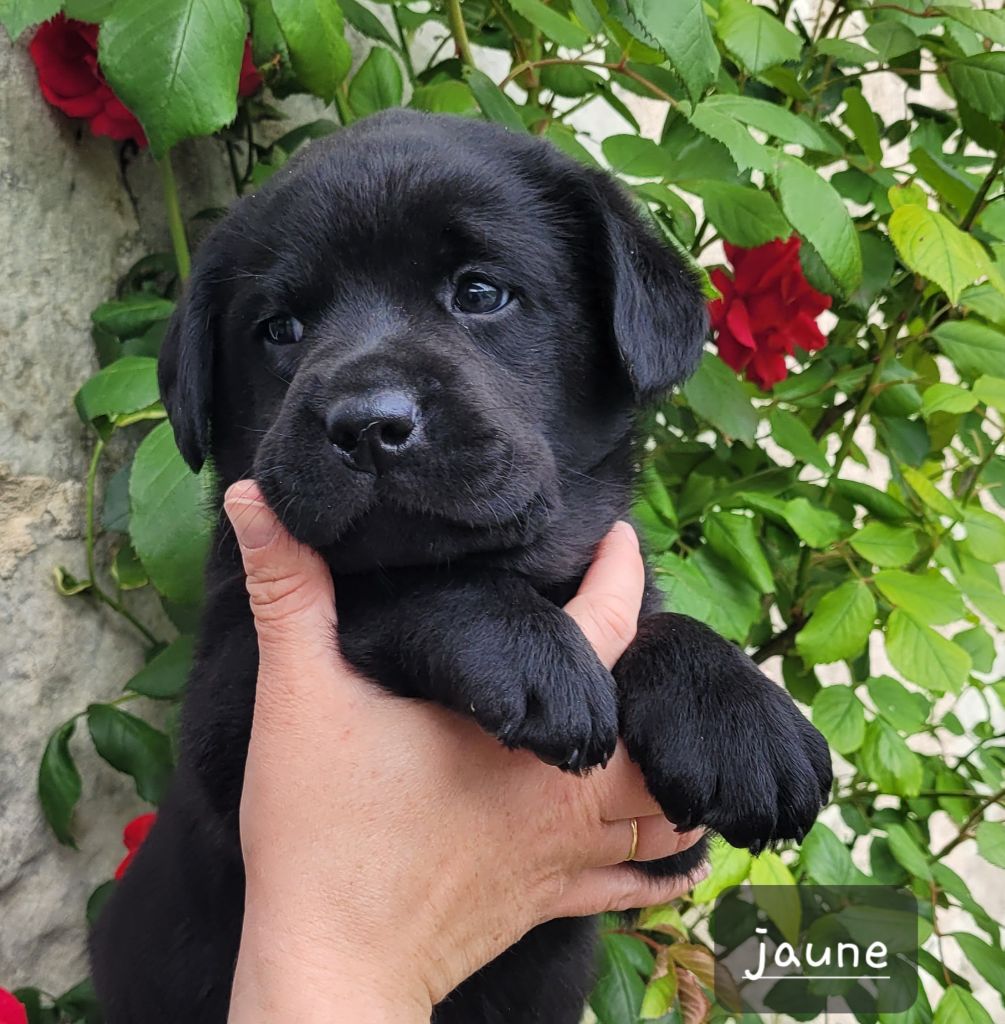 Des Fontaines De Cix - Chiots disponibles - Labrador Retriever