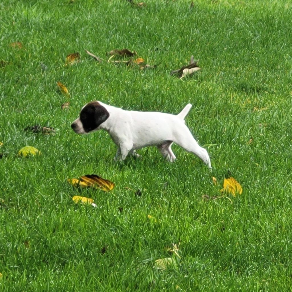 Des Fontaines De Cix - Chiots disponibles - Braque français, type Pyrenees (petite taille)