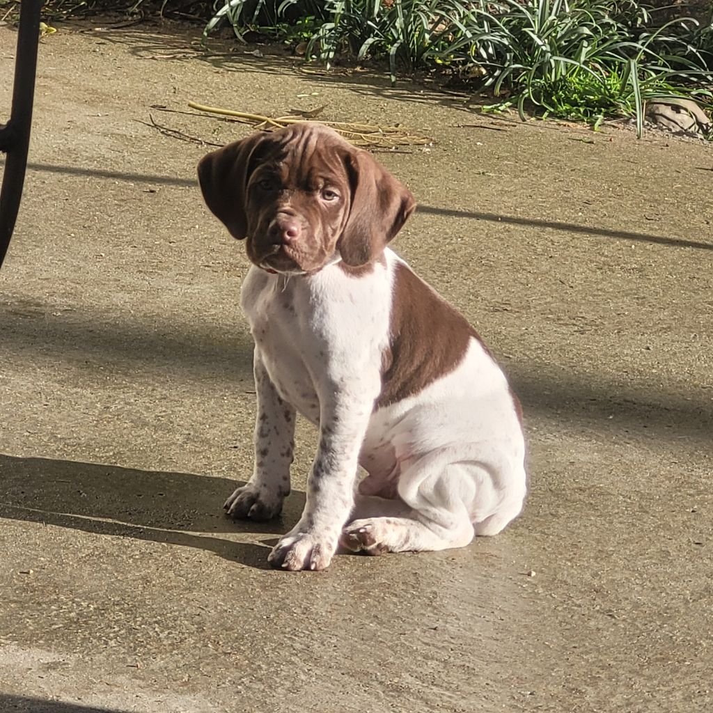Des Fontaines De Cix - Chiots disponibles - Braque français, type Pyrenees (petite taille)
