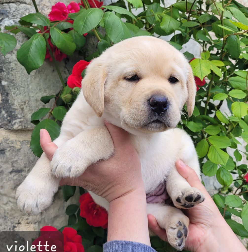 Des Fontaines De Cix - Chiots disponibles - Labrador Retriever